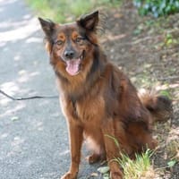 Emil sucht ein Zuhause, Hund zur Adoption