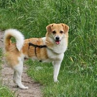 Noki- auf PS in 14513 Teltow, Hund zur Adoption