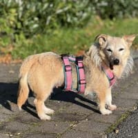 Lotta - Sonnenschein mit Herz, Hündin zur Adoption