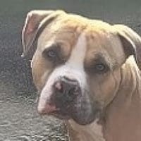 Muffin, Hund zur Adoption