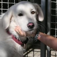 Uriel Bianco - wartet in 39615 Seehausen, Hund zur Adoption