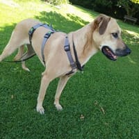 Hübsche Cara, Hündin zur Adoption