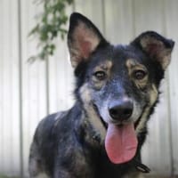 Camilla, traumhafte Familienhündin, Hündin zur Adoption