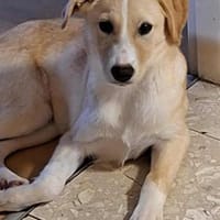 Zoey- auf PS in 91286 Obertrubach, Hündin zur Adoption