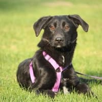 Syra die bezaubernde schwarze Schönheit, Hündin zur Adoption