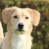 Jandro  ein junger, lieber Rüde, Hund zur Adoption