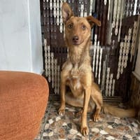 Hundherzchen Lulu ist bereit für dich, Hündin zur Adoption