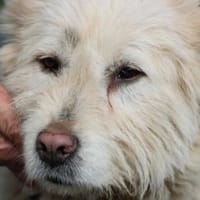 Sandy - hübsche Wuschelhündin, Hündin zur Adoption