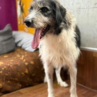 Winston  sanfter Herzenshund, Hund zur Adoption