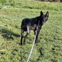 Rusty sucht seine Familie, Hund zur Adoption