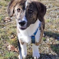 Kleine IANA sucht ihr Glück., Hündin zur Adoption