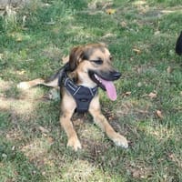 Marty sucht liebevolles zu Hause..., Hund zur Adoption