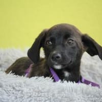 JLO ein Engel auf 4 Pfoten...., Hündin zur Adoption