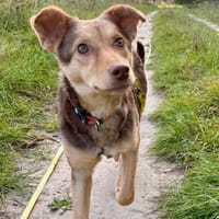 JOSY - aufgeweckte, tolle Junghündin, Hündin zur Adoption