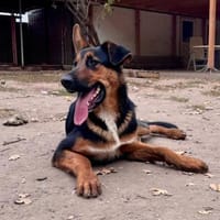 Bonbon will einfach nur gefallen, Hund zur Adoption