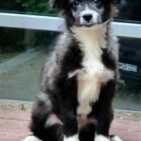 Pedro- auf PS in 90443 Nürnberg, Hund zur Adoption