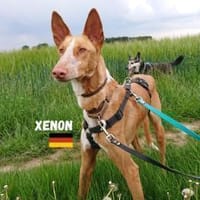 Xenon - fröhlich und sozial, Hund zur Adoption