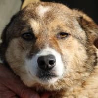 Khana - sehr kinderlieb u. verschmust, Hündin zur Adoption