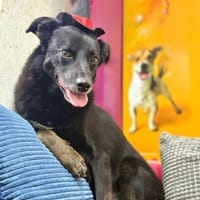 Oscar  sanfter Träumer sucht ein ruhige, Hund zur Adoption