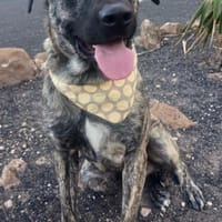 Nando der Charmeur / 82284, Hund zur Adoption