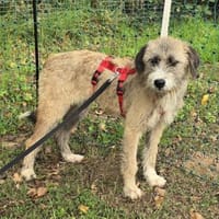 Dixy - verträglich und lernwillig- in DE, Hündin zur Adoption