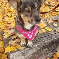 Calina 33 cm (Pflegestelle), Hündin zur Adoption
