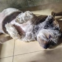 Bella, sehr liebe Maus sucht ein Zuhause, Hündin zur Adoption