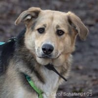 Casper sucht ein liebevolles Zuhause, Hund zur Adoption