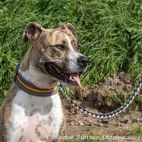 Don Camillo sucht souveräne Menschen, Hund zur Adoption