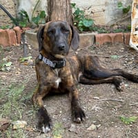 Raja, Hündin zur Adoption