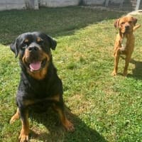 Apollo sucht sein Zuhause, Hund zur Adoption