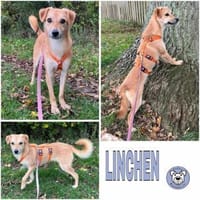 LINCHEN -neugierig, offen und verspielt-, Hündin zur Adoption