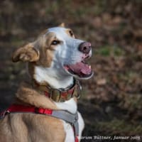 Lila ist zierlich und lebhaft, Hündin zur Adoption