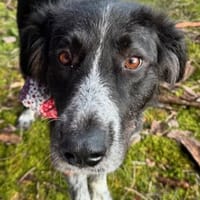 Pina große Hündin mit noch größerem Herz, Hündin zur Adoption