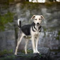 Bongo möchte endlich ankommen, Hund zur Adoption