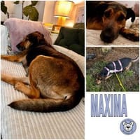 MAXIMA -ruhige, treue Wegbegleiterin-, Hündin zur Adoption
