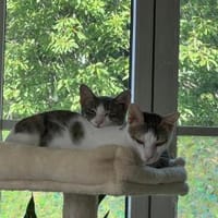 Sparkles und Mortis aus dem Tierschutz, Kater zur Adoption