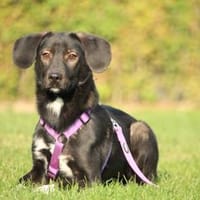 Hallo zusammen! Ich bin Quila!, Hündin zur Adoption