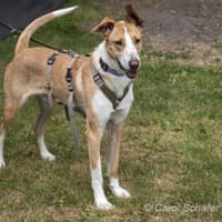 Rio ist ein netter Rüde, Hund zur Adoption