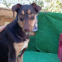 Spike, Hund zur Adoption