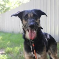 Mäxchen, lustiger, liebevoller Rüde, Hund zur Adoption