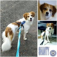 SHANTY -Liebe & zutrauliche Hündin-, Hündin zur Adoption