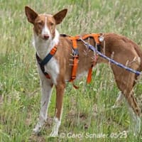 Sally ist ruhig und zurückhaltend, Hündin zur Adoption