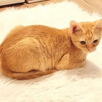 Olly Schmusekater sucht Familie, Kater zur Adoption