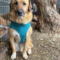 Stitch Familienhund, verspielt,neugierig, Hund zur Adoption