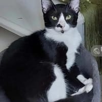 Nino Schmusekater sucht Familie, Kater zur Adoption