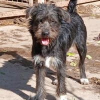 Carol möchte reisen, Hund zur Adoption