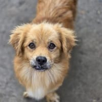 🐾 Ein Zuhause für Gigi gesucht! 🐾 (I), Hund zur Adoption