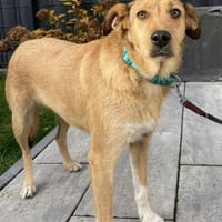 Sanfte Sissy, HĂŒndin zur Adoption