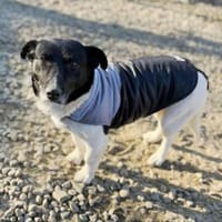 Ida ist sehr freundlich, anhänglich, Hündin zur Adoption